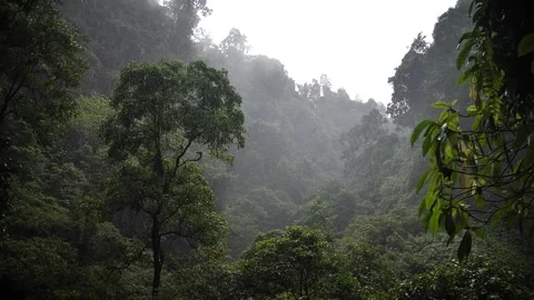 Heavy rain in the jungle Stock Footage 273126972