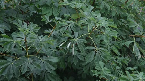 Heavy rain knocks on the leaves of the chestnut tree Stock Footage 269496400