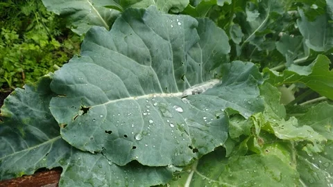 Heavy Rain on Kohlrabi Leaf in 4K - Close Up with Dripping Water Stock Footage 340089033