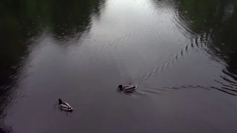 Heavy rain in lake Stock Footage 242497930