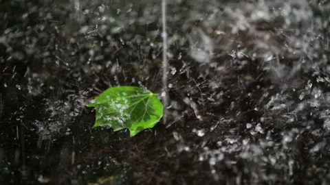 Heavy rain on a leaf Stock Footage 296705456