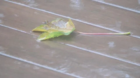 Heavy rain on a leaf sitting on a back deck. Stock Footage 318943598