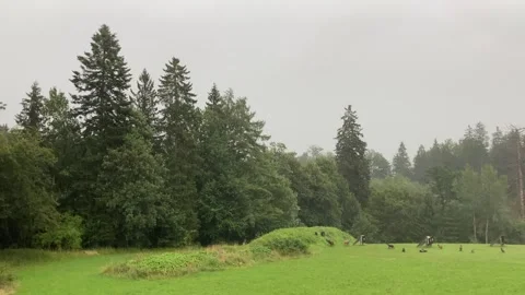 Heavy rain, lightning and thunder in the forest Stock Footage 246809085
