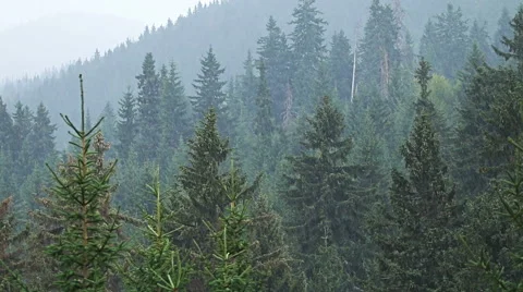 Heavy rain in mountain pine forest Vídeo Stock 55069819