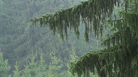 Heavy rain in mountain pine forest Video stock 55073034