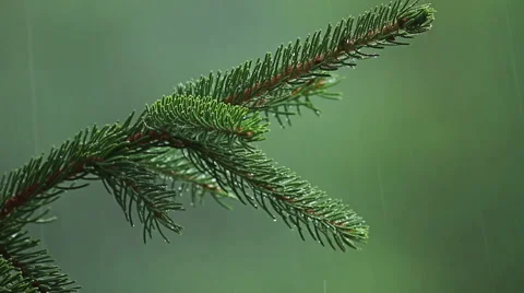 Heavy rain in mountain pine forest Vídeo Stock 55073271
