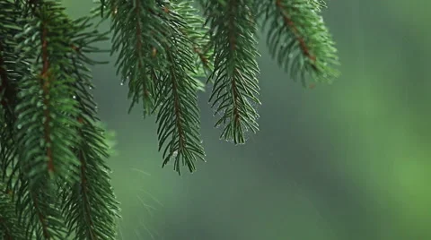 Heavy rain in mountain pine forest Video stock 55073432