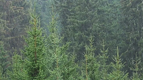 Heavy rain in mountain pine forest Video stock 55073642