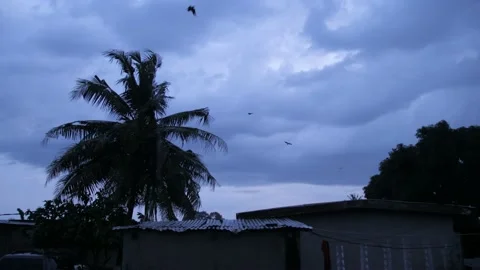 Heavy rain at nightfall with birds flying, in the countryside of Ivory Coast Stock Footage 238023667