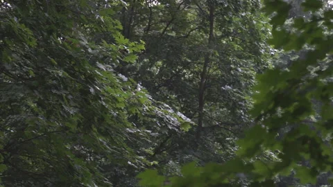 Heavy rain outside. Strong flow of water Stock Footage 157987166