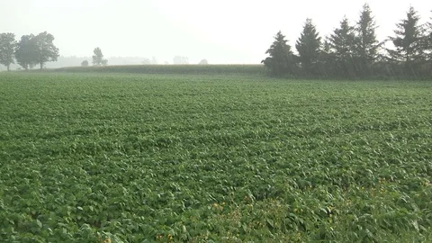 Heavy rain over corn and crops on farm during thunderstorm Stock Footage 78692586