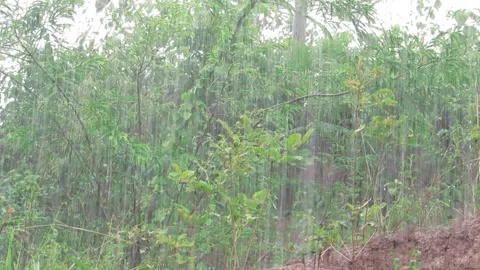 Heavy rain over dense forest with green vegetation and tropical trees. Stock Footage 323629479