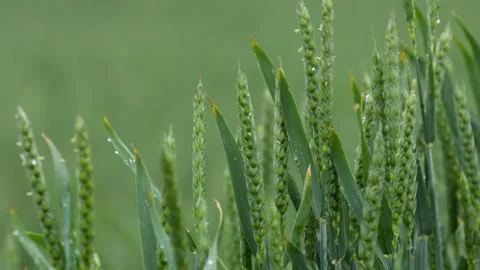Heavy rain over the field. Panoramic view of young green wheat germ. Raindrop Stock Footage 131321720
