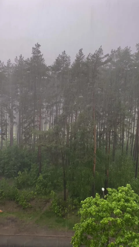 Heavy rain over pine forest, view from window Stock Footage 334628821
