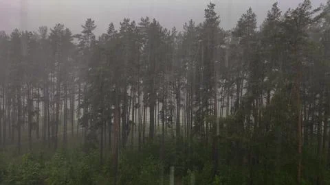 Heavy rain over pine forest, view from window, foggy evergreen trees  Stock Photos