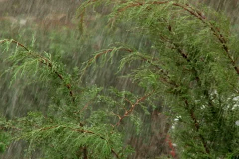 Heavy rain over tree. Stock Footage 20511244