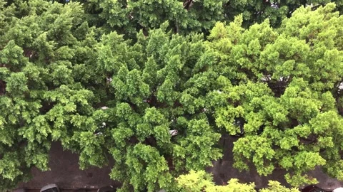 Heavy rain over trees and carpark in Malaga 스톡 동영상 290780402