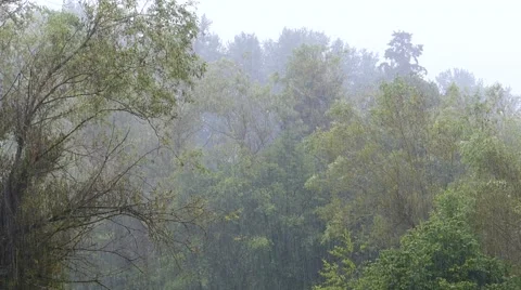 Heavy rain over trees. Stock Footage 41264430