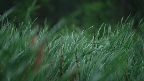 Heavy Rain Over Windy Marsh with Swaying Cattails and Reeds Stock Footage 340287571