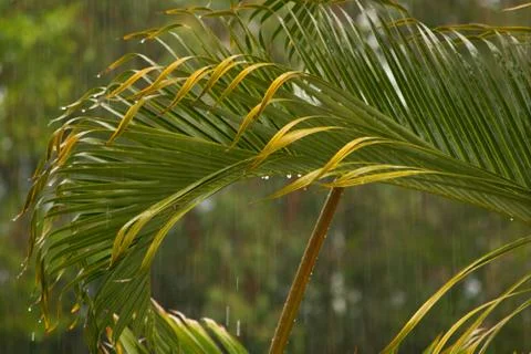 Heavy rain Foto stock