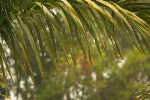 Heavy rain Foto stock