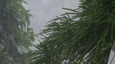 Heavy rain on pines Stock Footage 585633