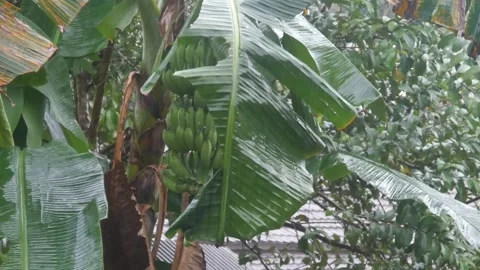 Heavy rain poured down on the green trees Stock Footage 315631770