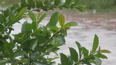 Heavy rain poured down on the green trees Stock Footage 315631944