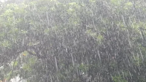 Heavy rain poured down on the green trees Stock Footage 323168549