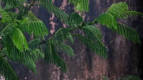 Heavy rain poured down the leaves in the garden Stock Footage 290285141