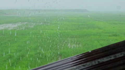 Heavy rain poured down on the rice fields. Stock Footage 309997345