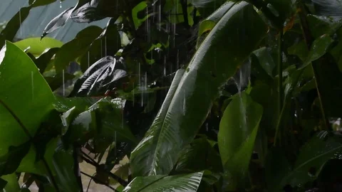 Heavy rain pouring down on tropical vegetation Stock Footage 120600084
