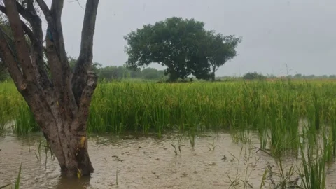 Heavy Rain Pouring Over Flooded Rice Field With Tree In Countryside 4K Stock Footage 346172637