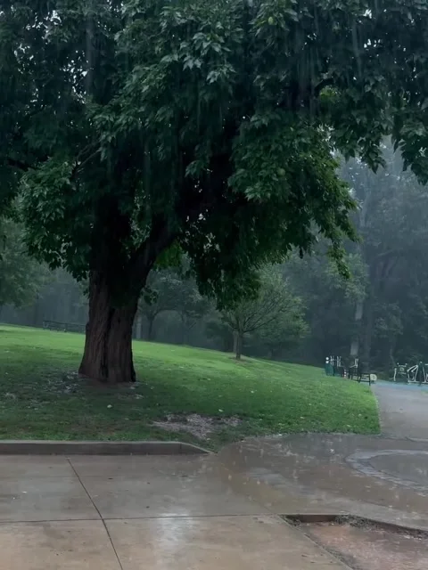 Heavy Rain Pouring Over Lush Green Park Stock Footage 342268211