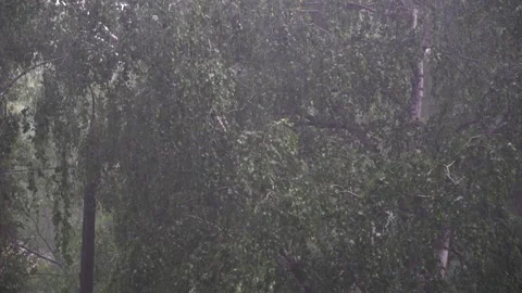 Heavy rain pours against the background deciduous trees Видео 195213200
