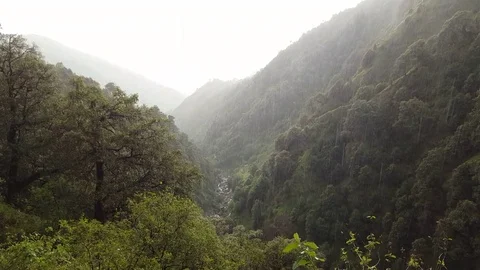 Heavy rain pours down in lush green forest, valley, Himalaya Mountains, India Stock Footage 70736398