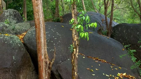 Heavy rain pours down on lush green jungle, creating peaceful atmosphere Stock Footage 288884196