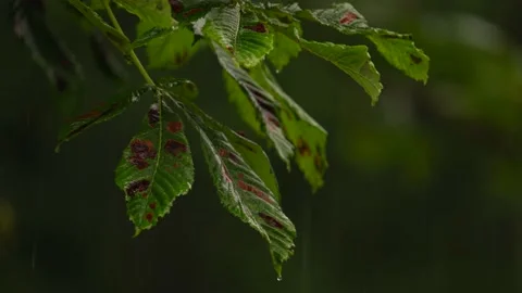 Heavy Rain Pours Down On Sick Tree Leaves Shallow Depth Of Field. Stock Footage 202784681
