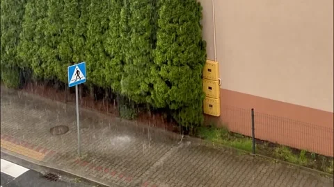 Heavy rain pours over empty city street near beautiful green thuja hedge. Stock Footage 344553756
