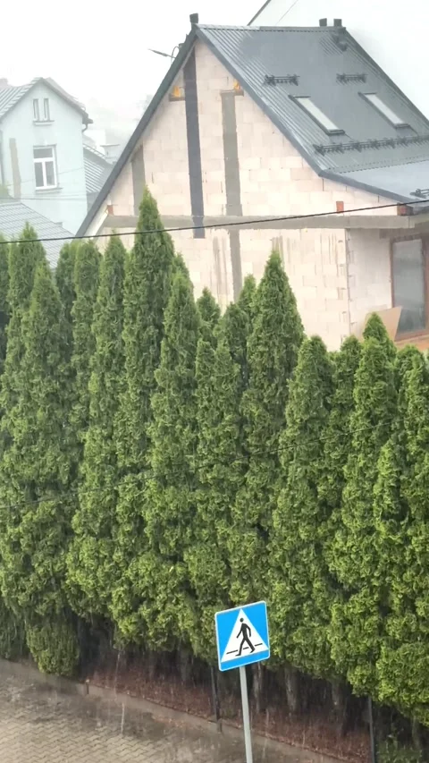 Heavy rain pours over empty city street near beautiful green thuja hedge. Stock Footage 346042051