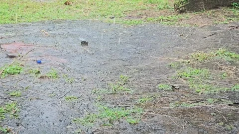 Heavy rain pours on a small patch of grass and gravel. 스톡 동영상 315568108