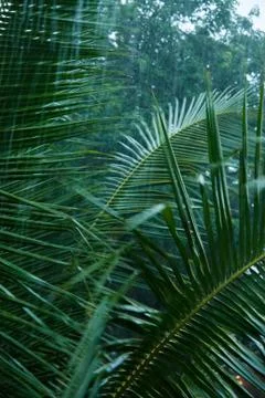 Heavy rain in rain forest Stock Photos