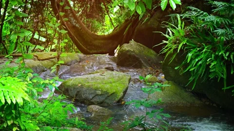 Heavy rain in rainforest. Video UltraHD 库存影片 61737633