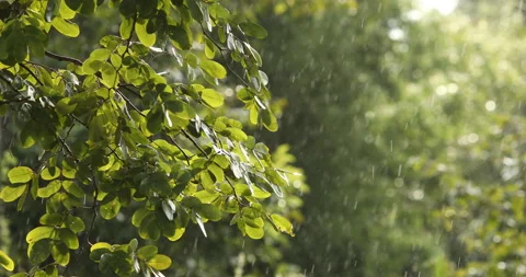 Heavy rain, rainstorm, tree with rain drops, Stock Footage 139000463