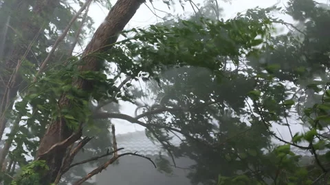 Heavy rain season falling on loop house with trees leaves blowing. Stock Footage 337752698