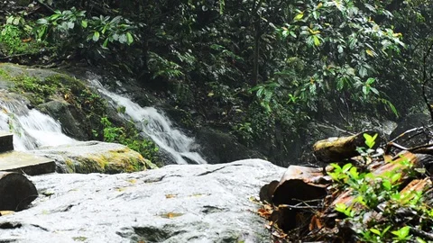 Heavy rain shover tropical forest in daytime Stock Footage 112724946