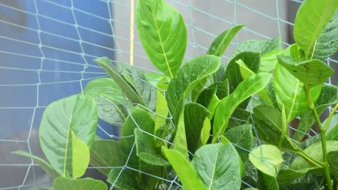 Heavy rain on a small bonsai jack tree close up Stock Footage 134338053