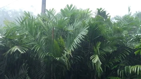 Heavy Rain On Snake Fruit Tree ASMR Stock Footage 217374249