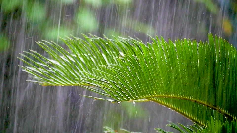 Heavy rain, splashes and bubbles, wet leaves. Stock Footage 223005263