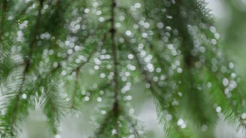 Heavy rain in a spruce forest in the mountains Stock Footage 297741940